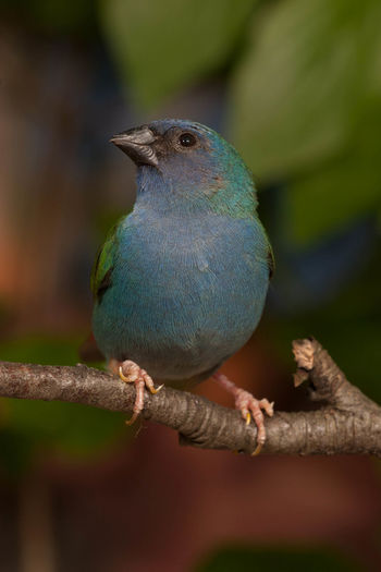 Close-up of tricolored parrotfinch perching on tree