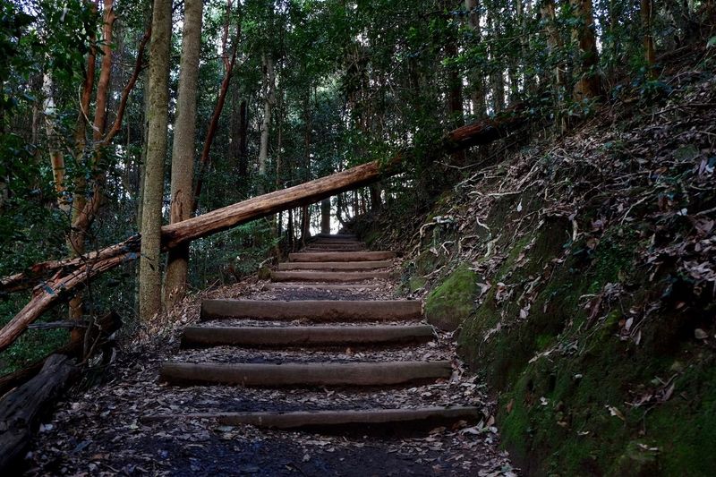 Staircase in forest against sky