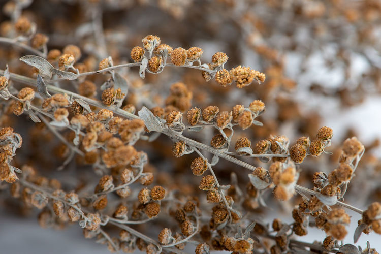 Dried wormwood herb, artemisia absinthium, close up, macro photography.