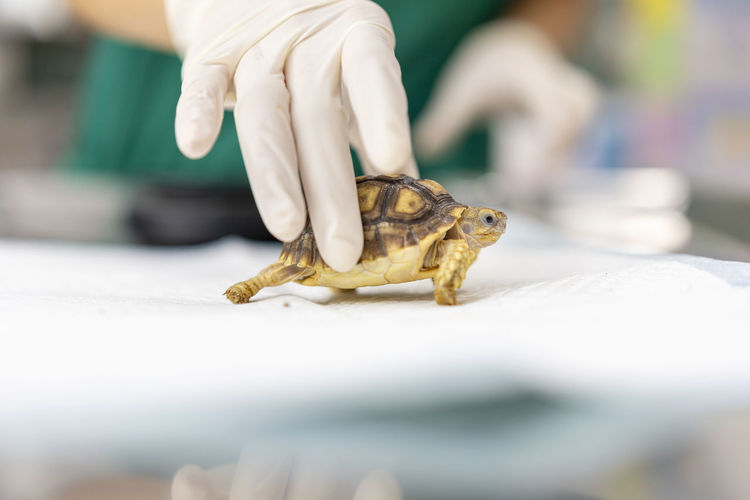 Turtles are exotic pets. sulcata tortoise or african spurred tortoise are in the veterinary room