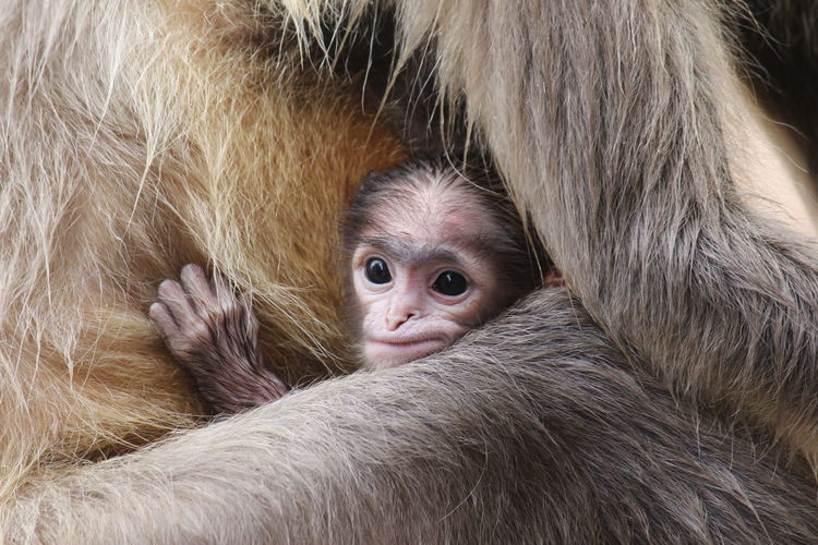Close-up of monkey embracing infant