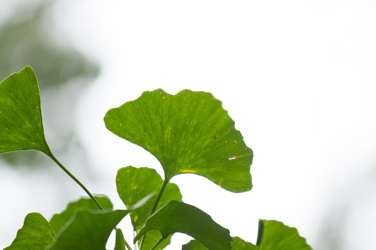 Close-up of ginkgo leaves growing against sky