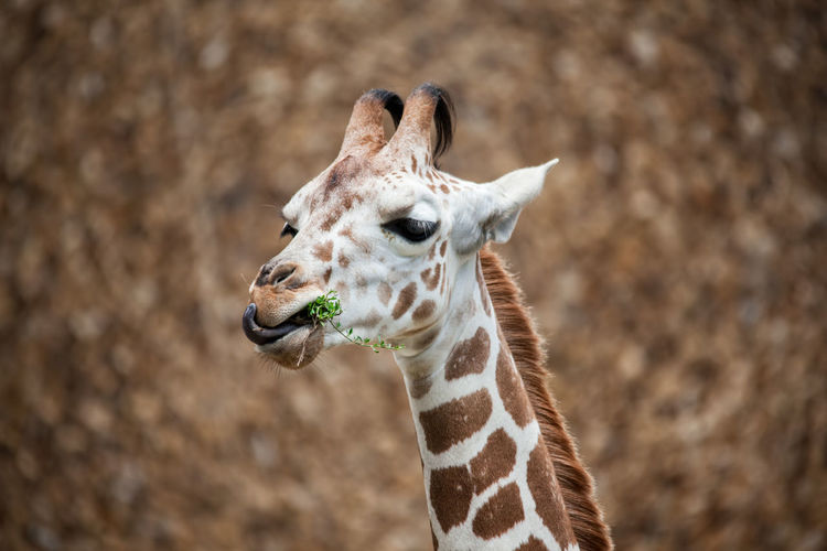 Close-up of giraffe feeding on leaves