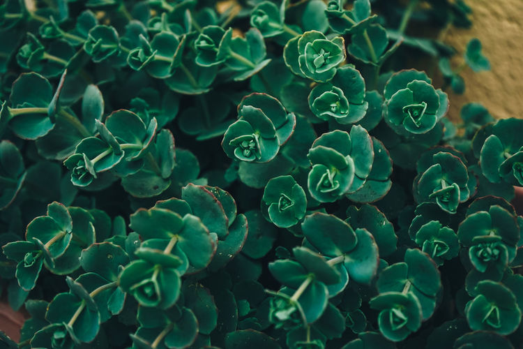 Full frame shot of succulent plants