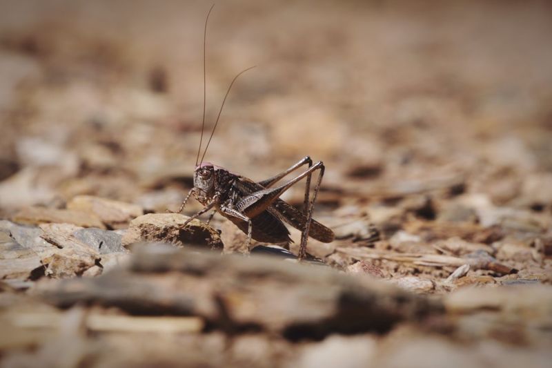 Close-up of insect
