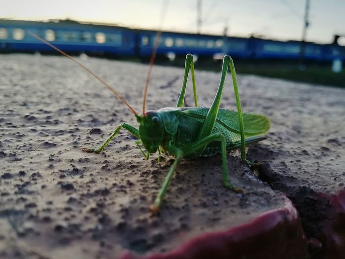 Close-up of insect on sand