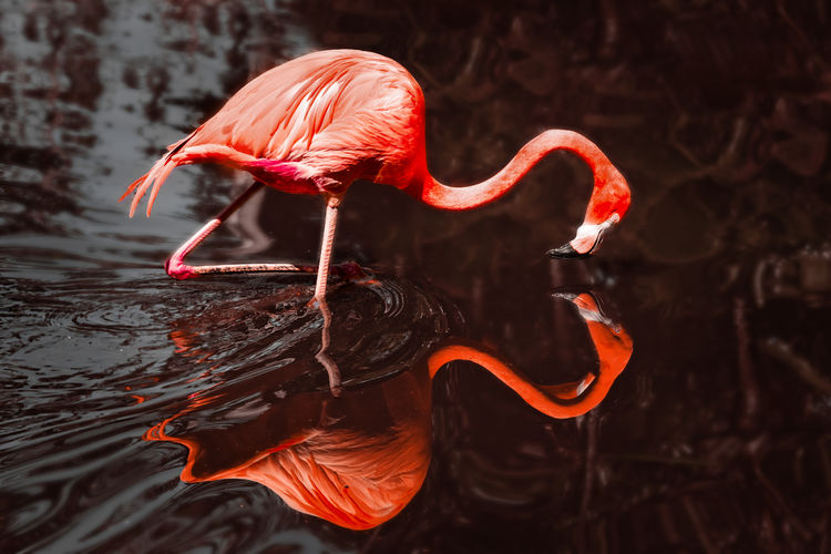 Beautiful flamingo and its reflection in the water