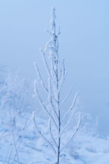 Close-up of snow covered plant against blue sky
