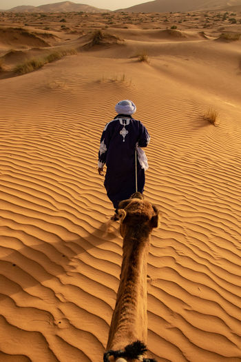 Rear view of man walking with camel on sand