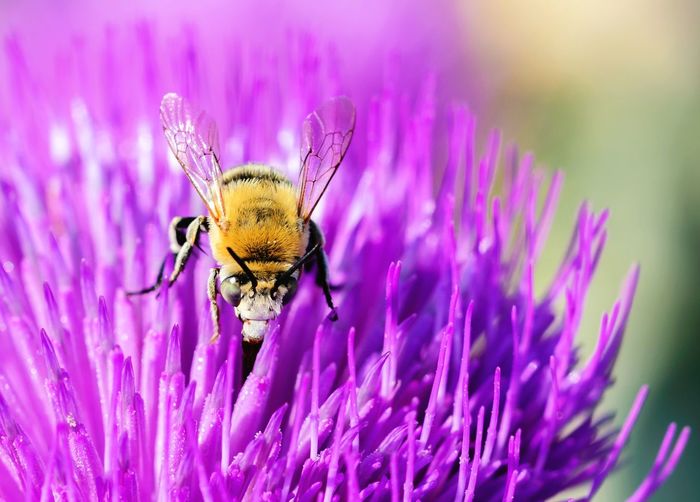 Bee extracting pollen from a purple flower