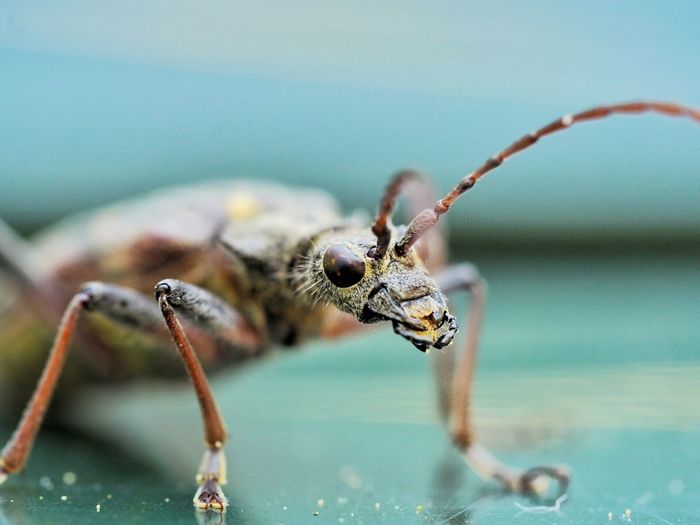 Extreme close-up of insect on table