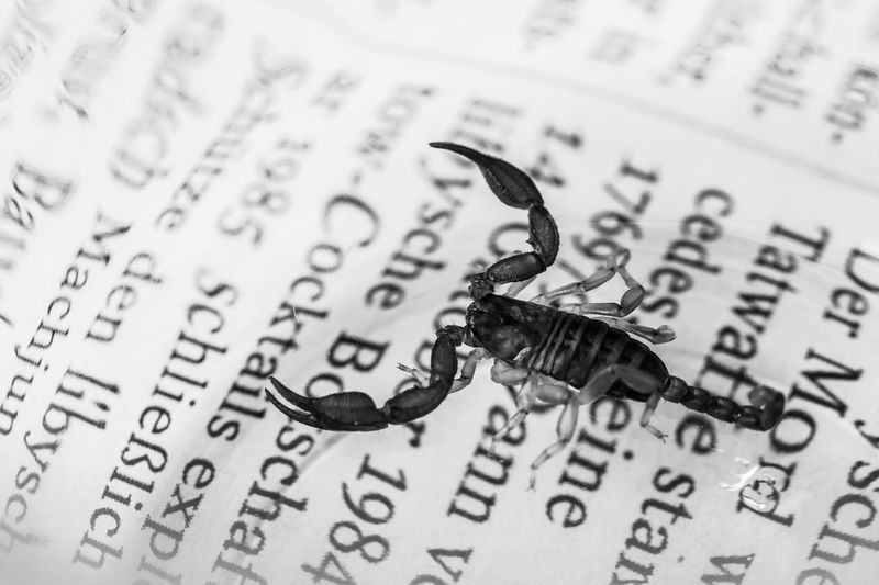 Close-up of text