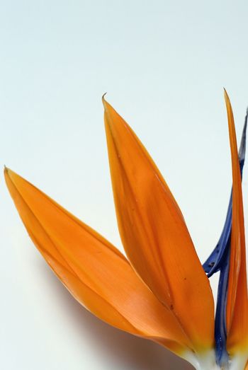Close-up of yellow flower