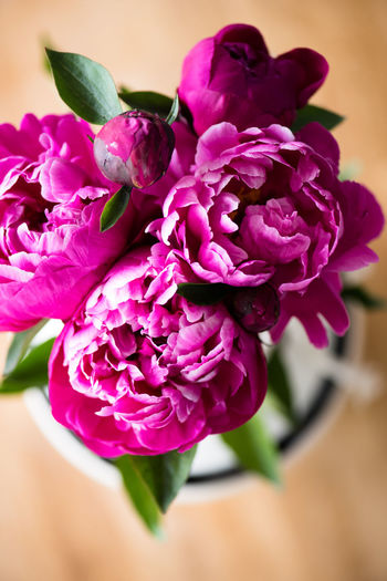 Close-up of pink flower