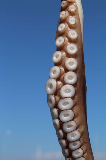Low angle view of carvings against clear blue sky