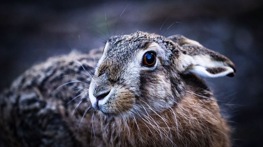 Close-up of an hare