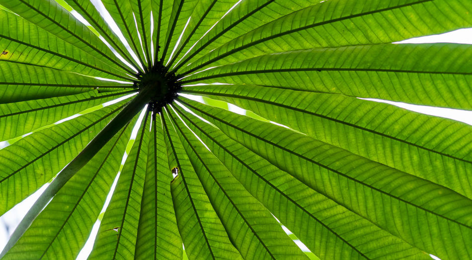 Full frame shot of palm tree