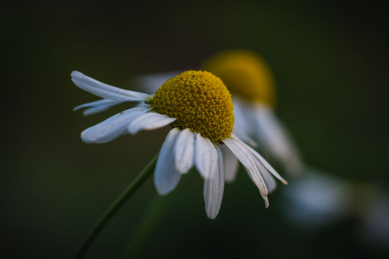 Close-up of white coneflowers