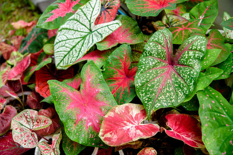 High angle view of red leaves on plant