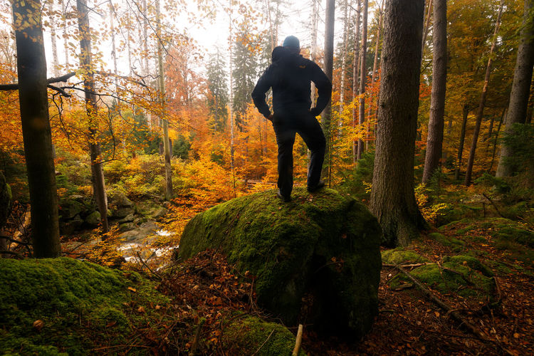 Rear view of man standing on rock amidst trees in forest