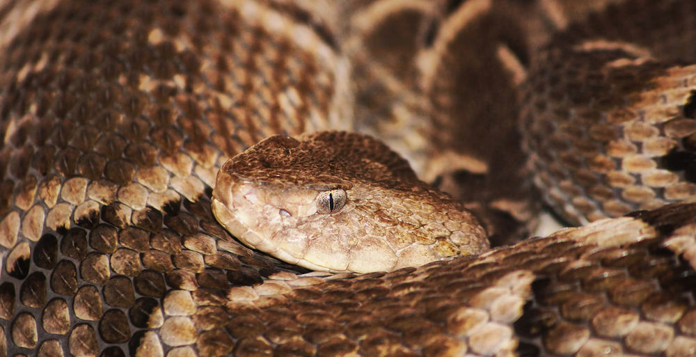 Close-up of snake in nature 