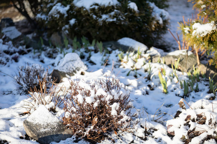 In the morning sun, small bushes and flowers covered with a layer of white snow.