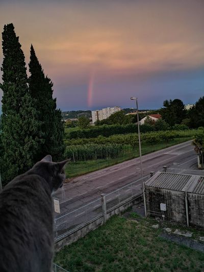 Cat looking away on land against sky during sunset