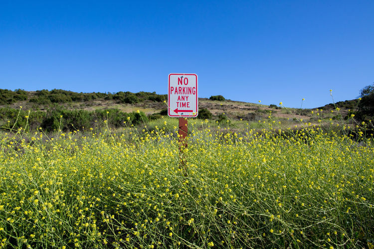No parking any time sign among blue skies and vibrant mustard flowers