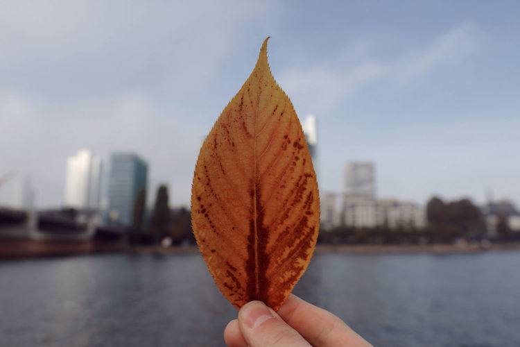 Close-up of hand holding leaf over river in city