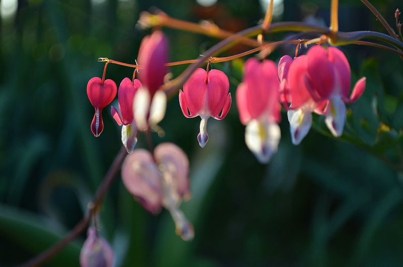 Close-up of pink bleeding heart flowers
