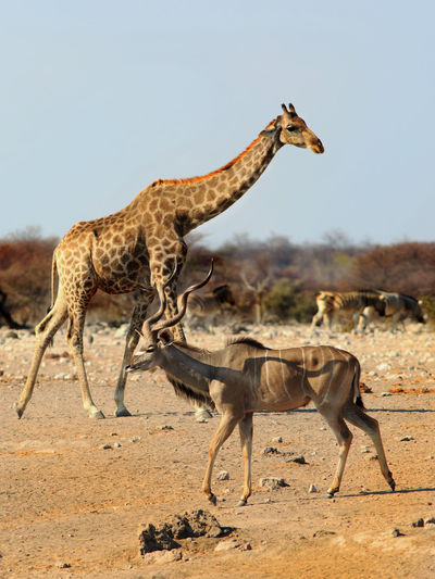 Giraffe and deer at etosha national park against sky on sunny day