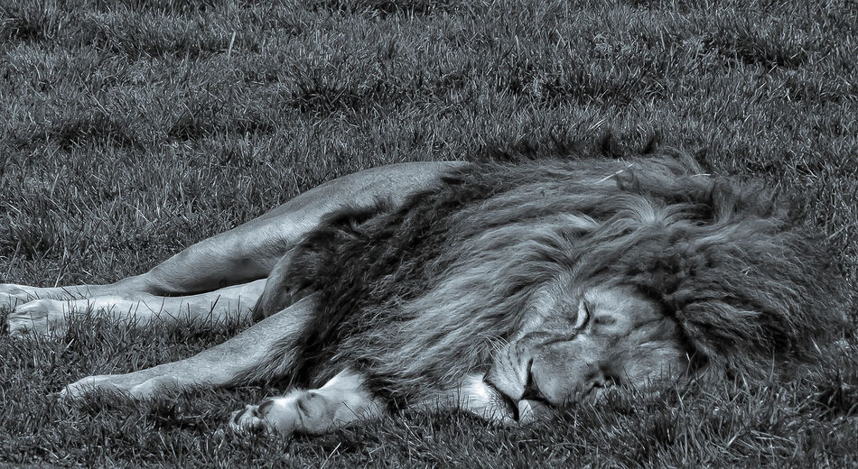 Cat sleeping in a field