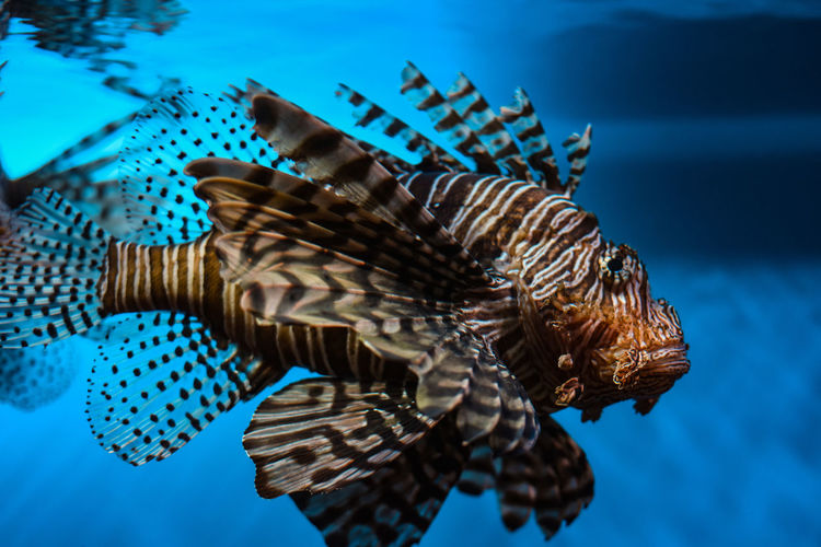 Close-up of fish swimming in aquarium