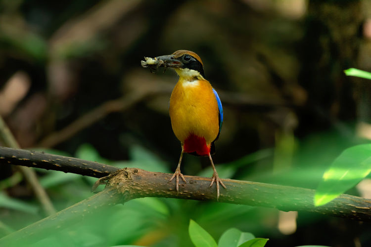 Close-up of bird perching on branch