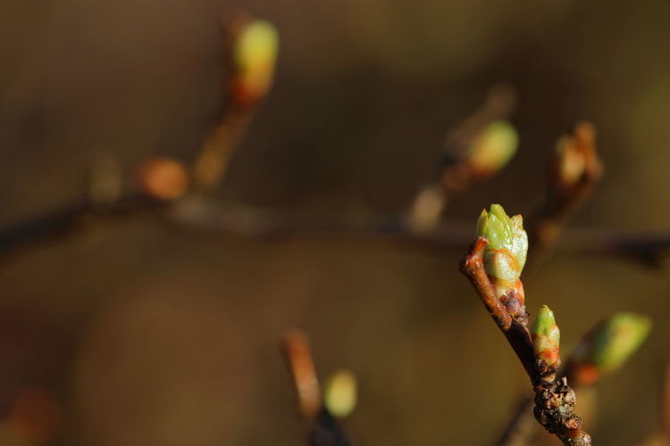 Close up of young shoots of a tree