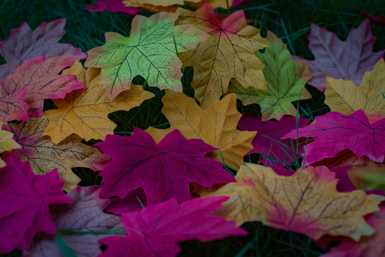 High angle view of colorful leaves