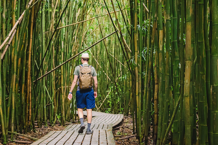 Man with a backpack walking through the bamboo forest. travel, outdoor adventure