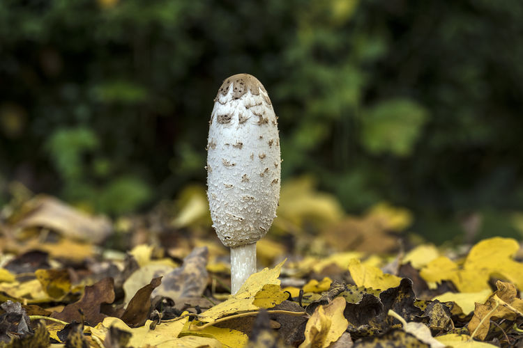 Close-up of mushroom growing amidst fallen autumn leaves