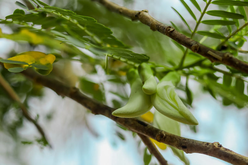 Low angle view of leaves on tree