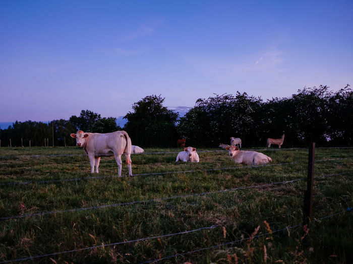 Horses standing in ranch against sky