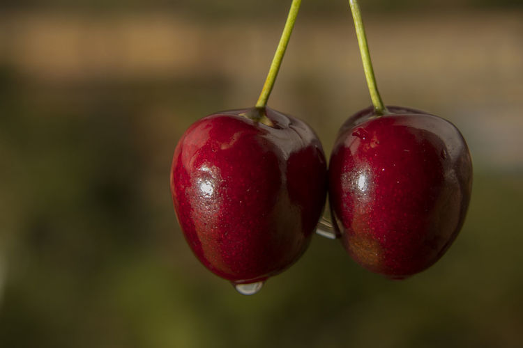 Close-up of apples on plant