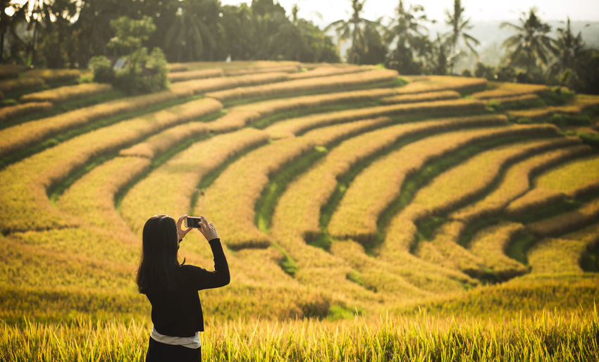 Rear view of woman standing on rice field