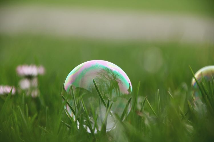 Close-up of bubbles in field
