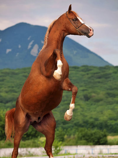 Horse on landscape against sky