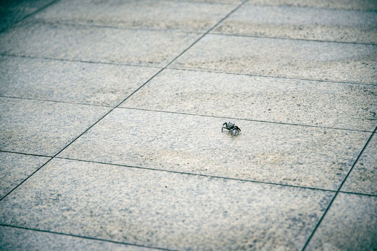 floor