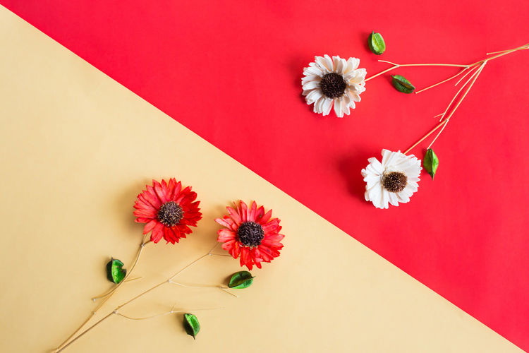High angle view of flowers on colored background