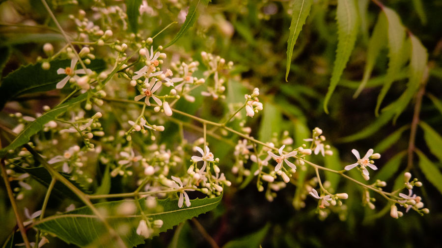 Close-up of flowering plants against blurred background