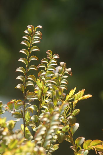 branch