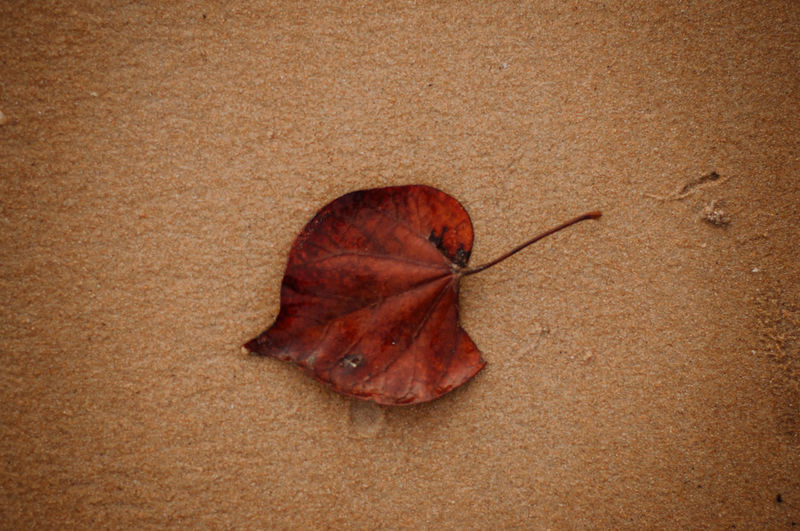 High angle view of dry leaf on sand