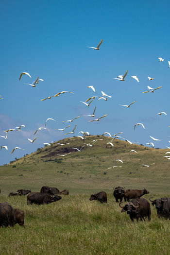 Flock of birds on land
